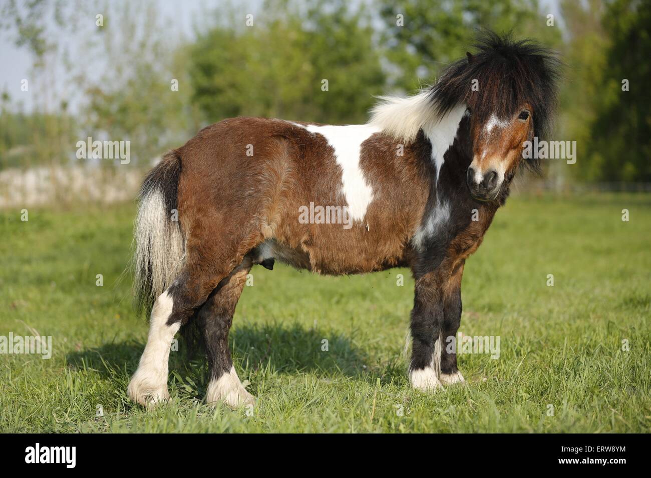 Poney Shetland on meadow Banque D'Images