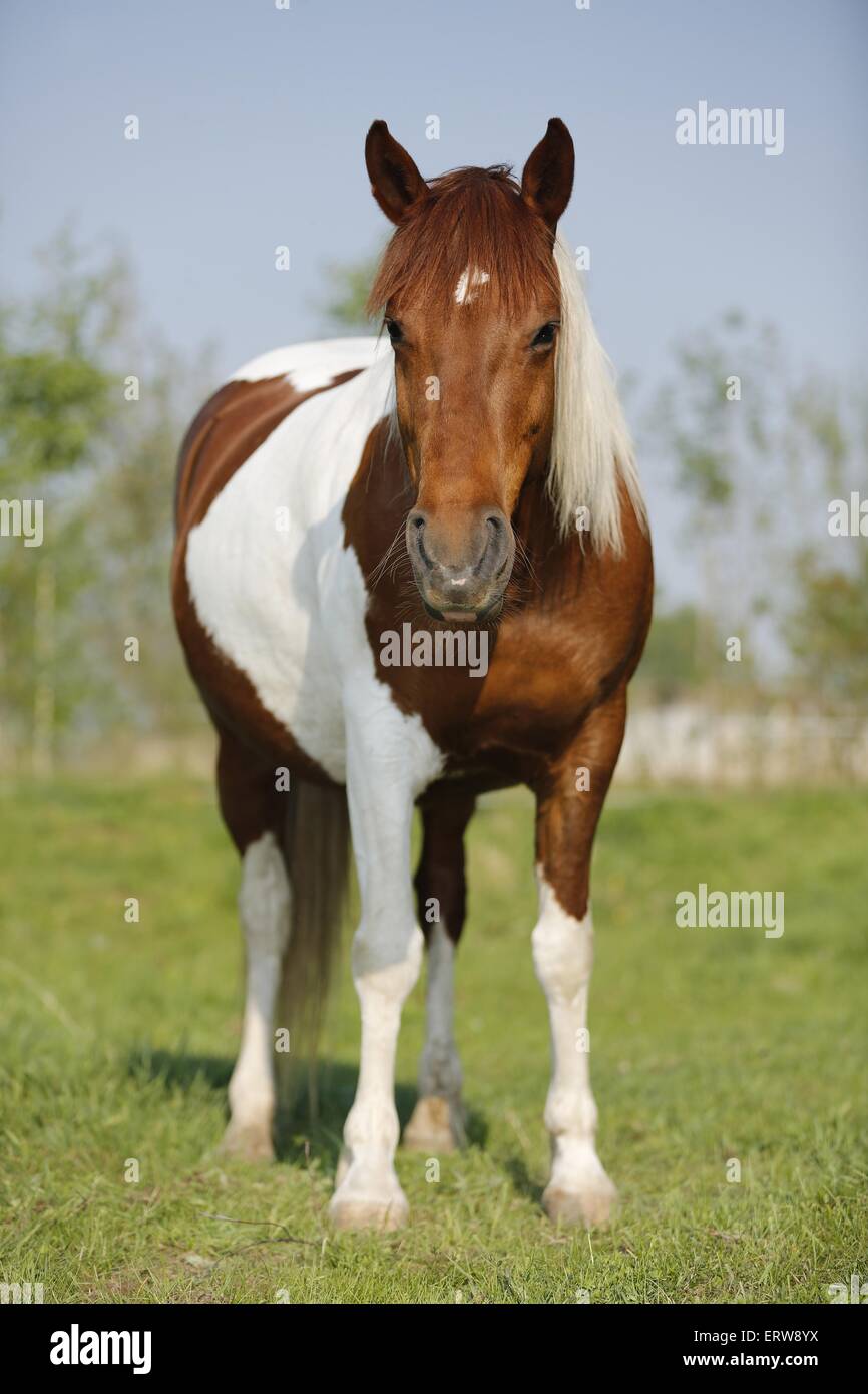 Pinto est on meadow Banque D'Images