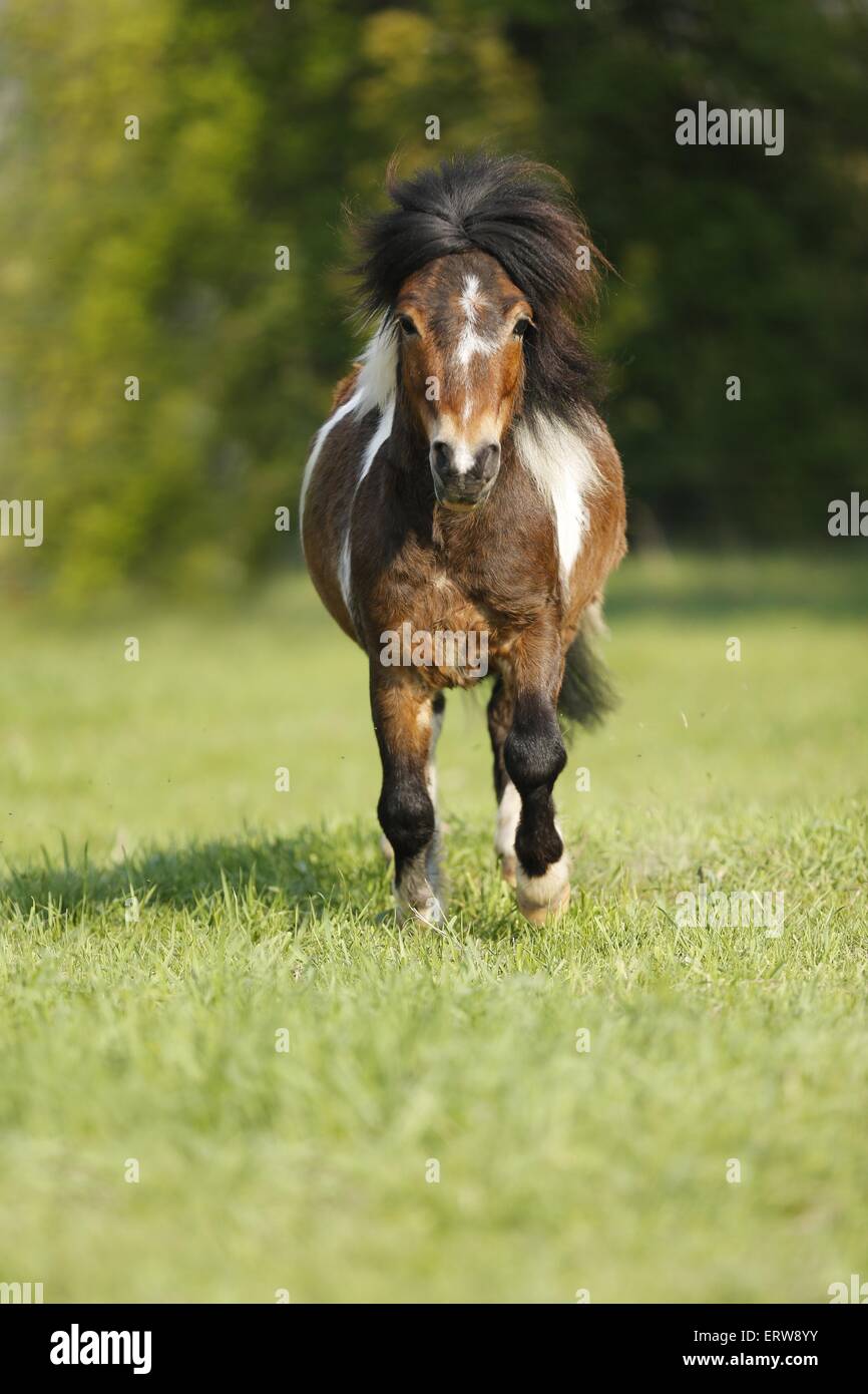 Exécutant Shetlandpony Banque D'Images