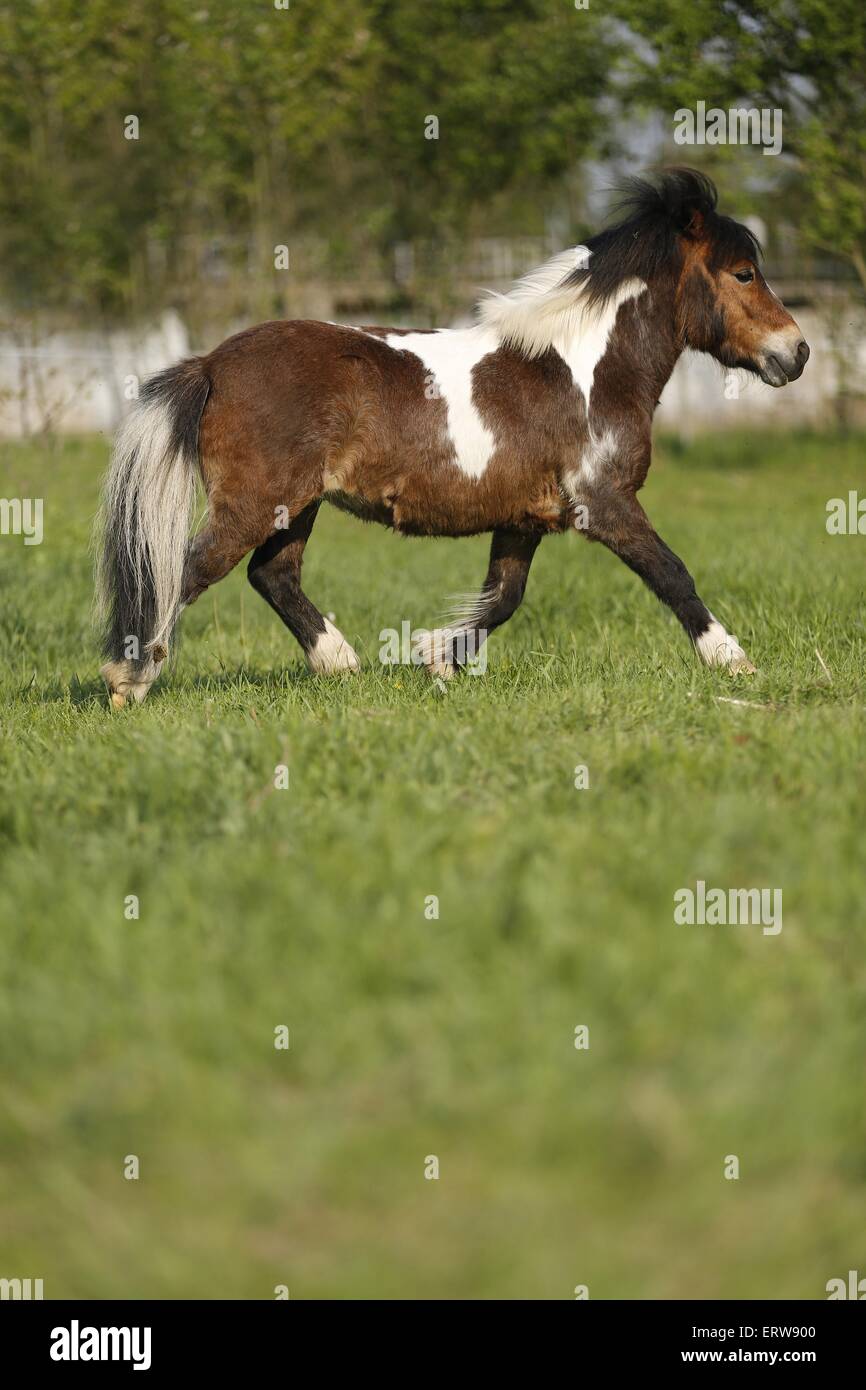 Exécutant Shetlandpony Banque D'Images