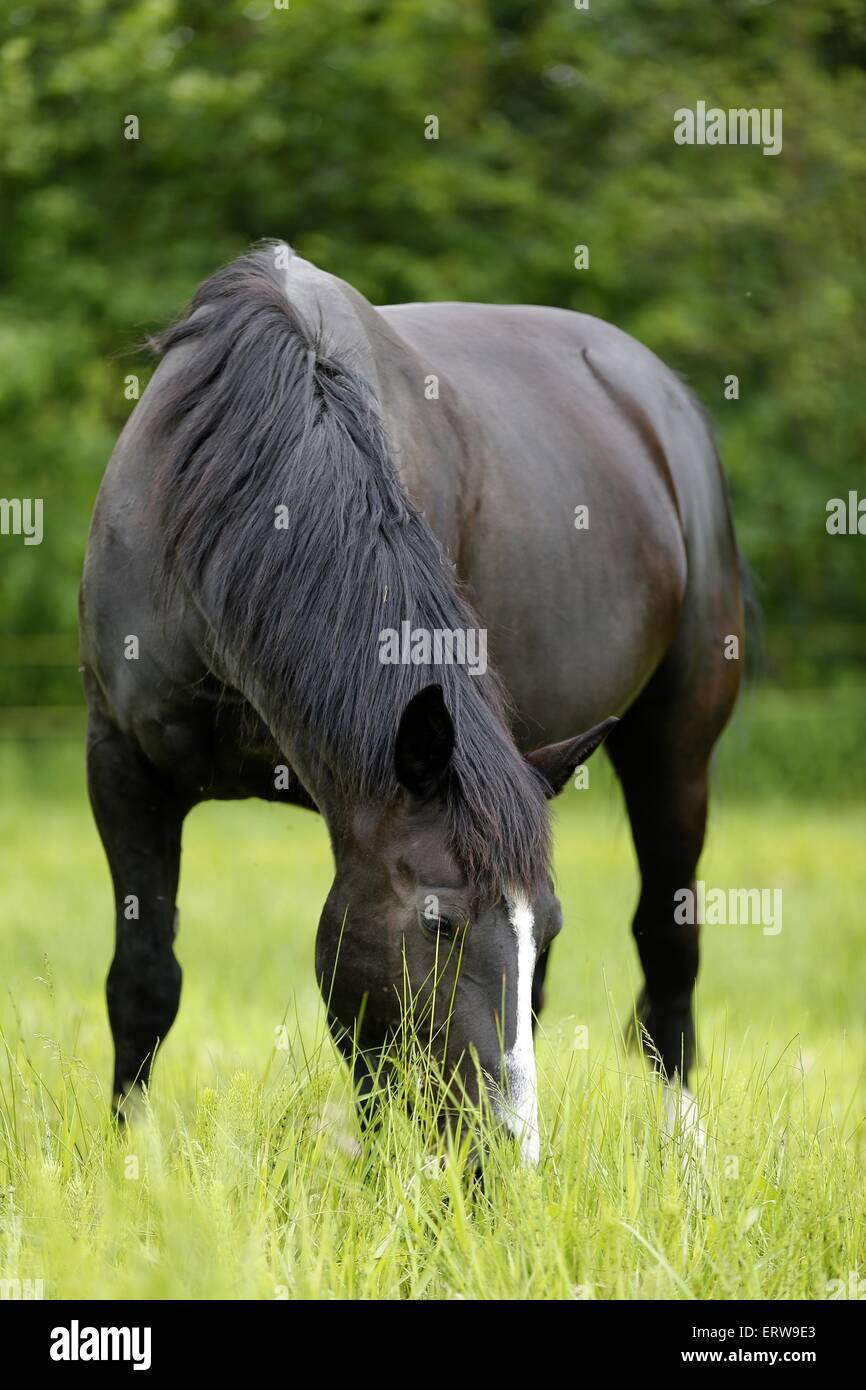 jument noire Banque D'Images