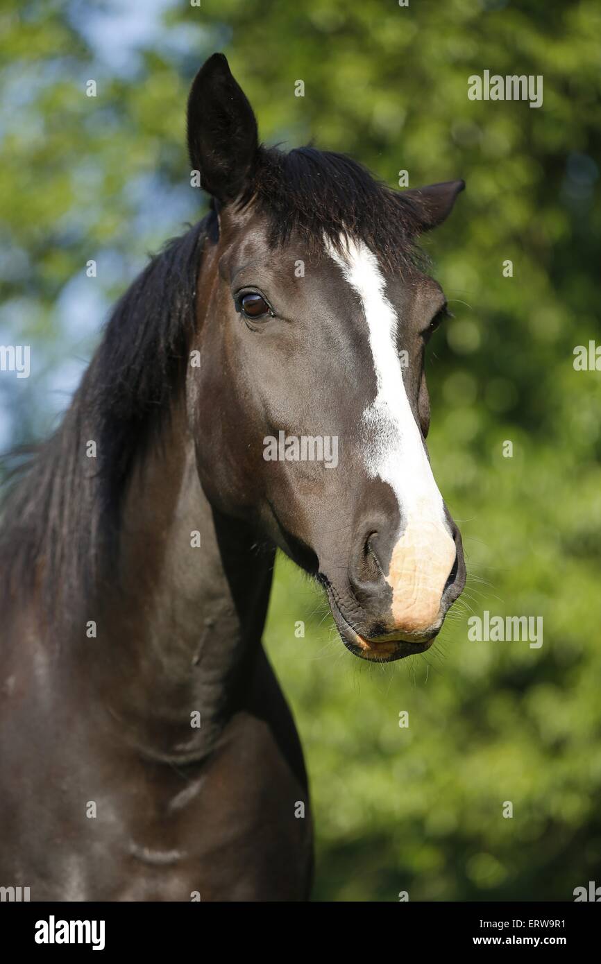 cheval noir Banque D'Images