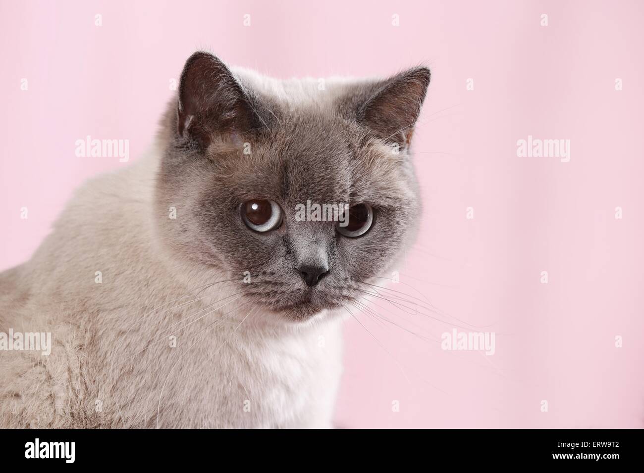 British Shorthair bleu-point Banque D'Images