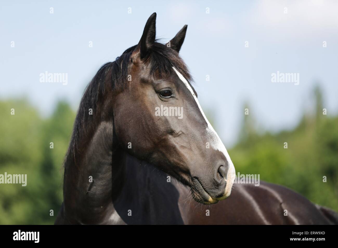 cheval noir Banque D'Images
