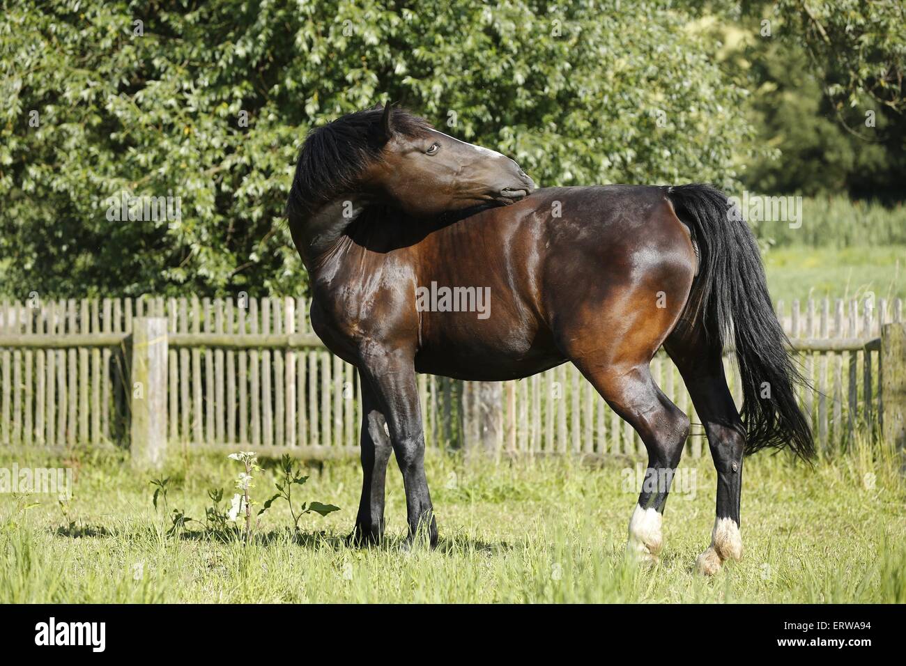 cheval de démangeaison Banque D'Images