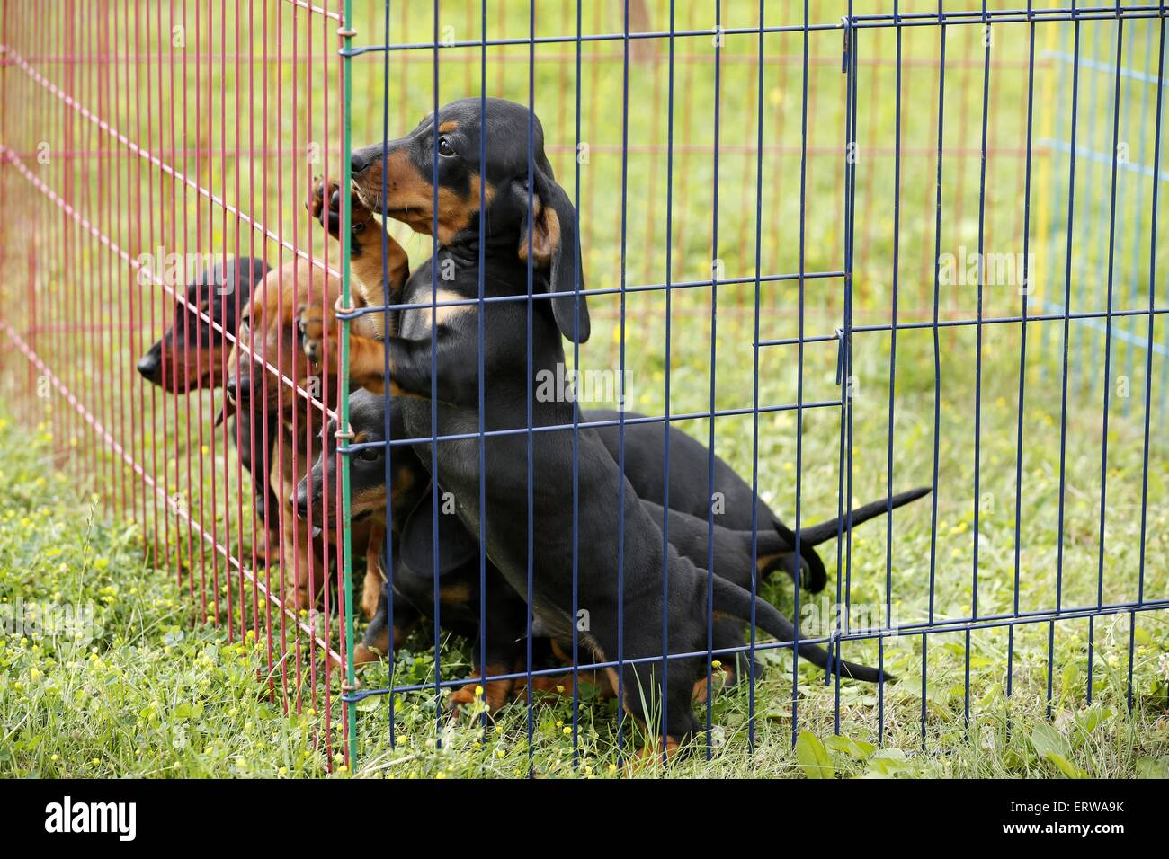 4 chiots Teckel poil Banque D'Images