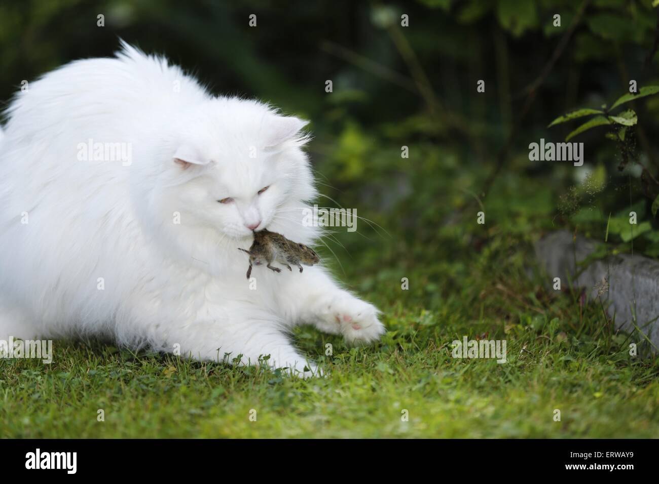 Chat Manger Souris Banque De Photographies Et D Images A Haute Resolution Alamy