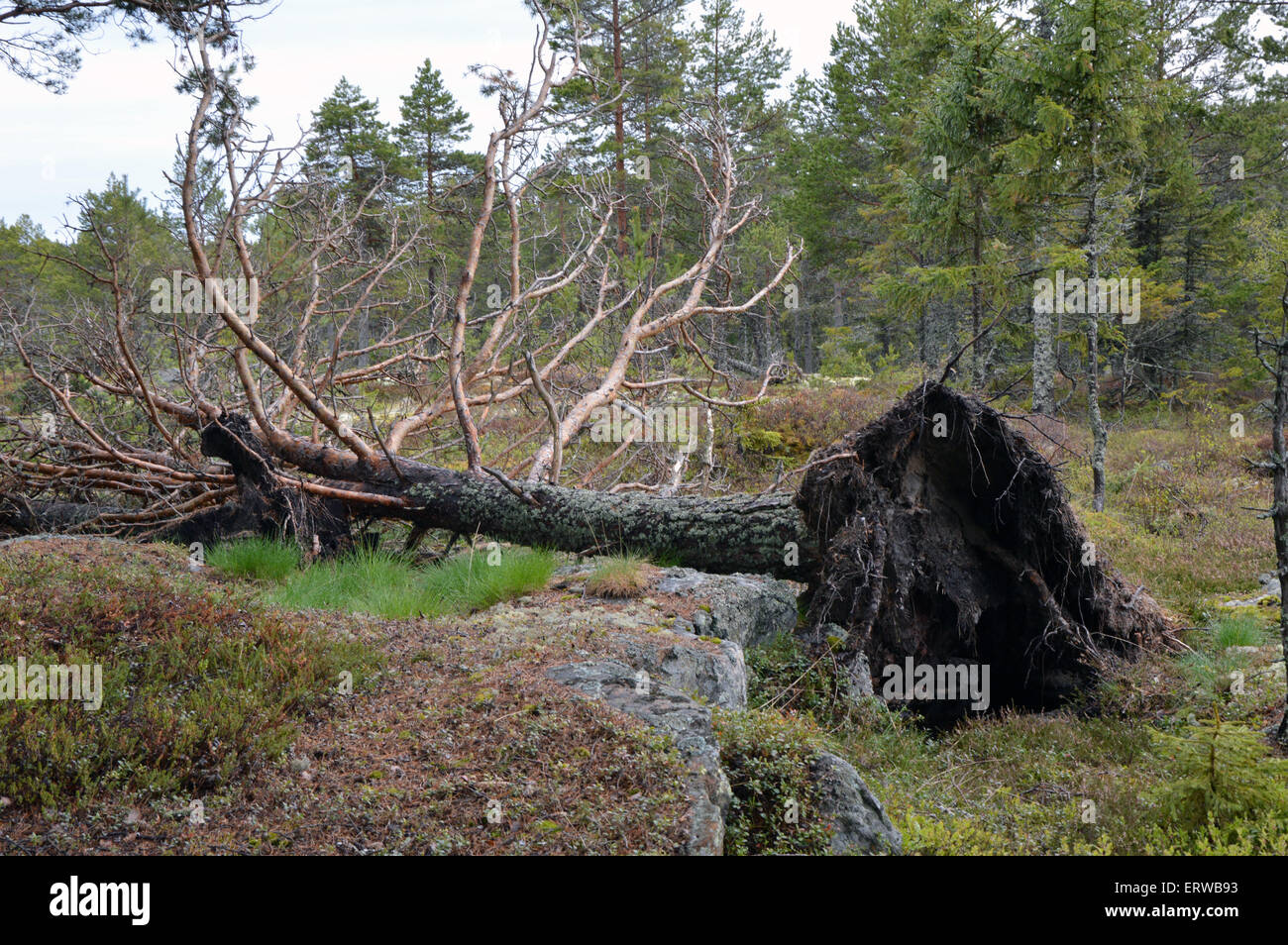 Un arbre tombé dans une forêt du nord. Banque D'Images