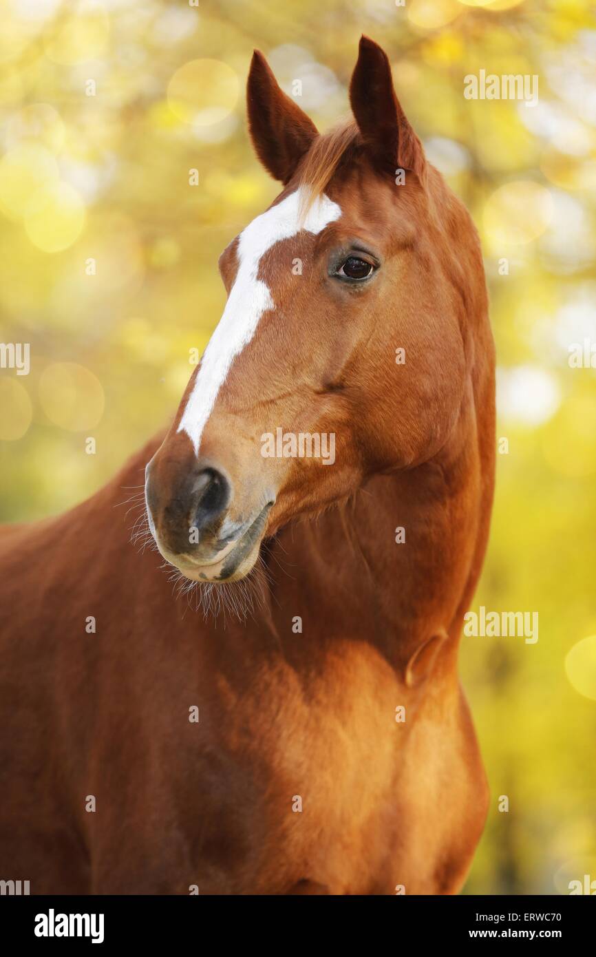 Cheval chauve Banque de photographies et d’images à haute résolution ...