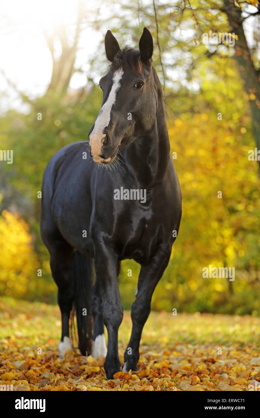 cheval noir Banque D'Images