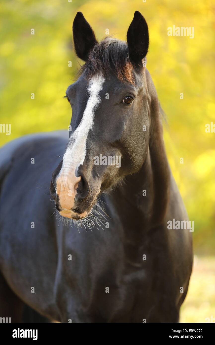 Portrait cheval noir Banque D'Images