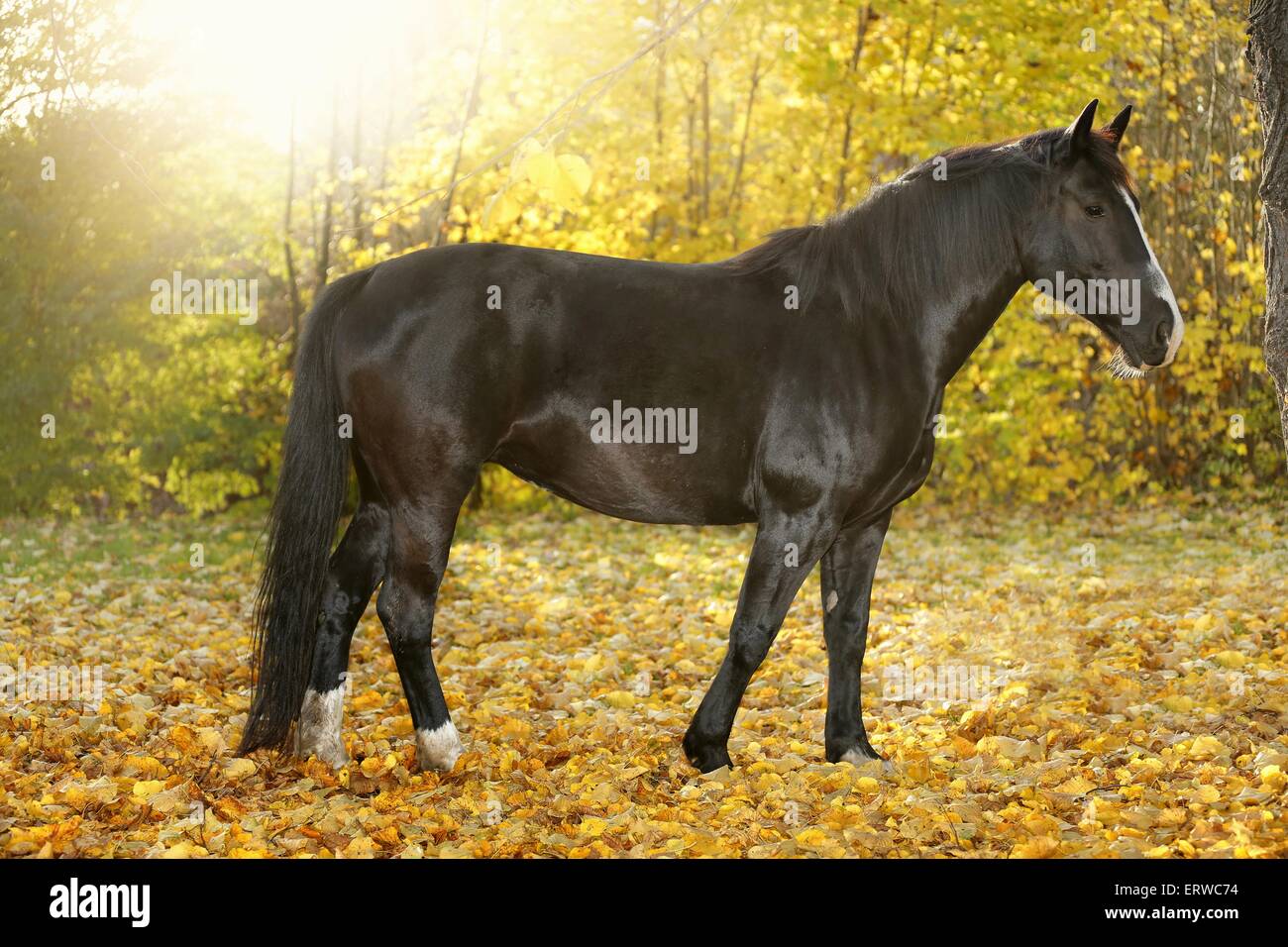 cheval noir Banque D'Images