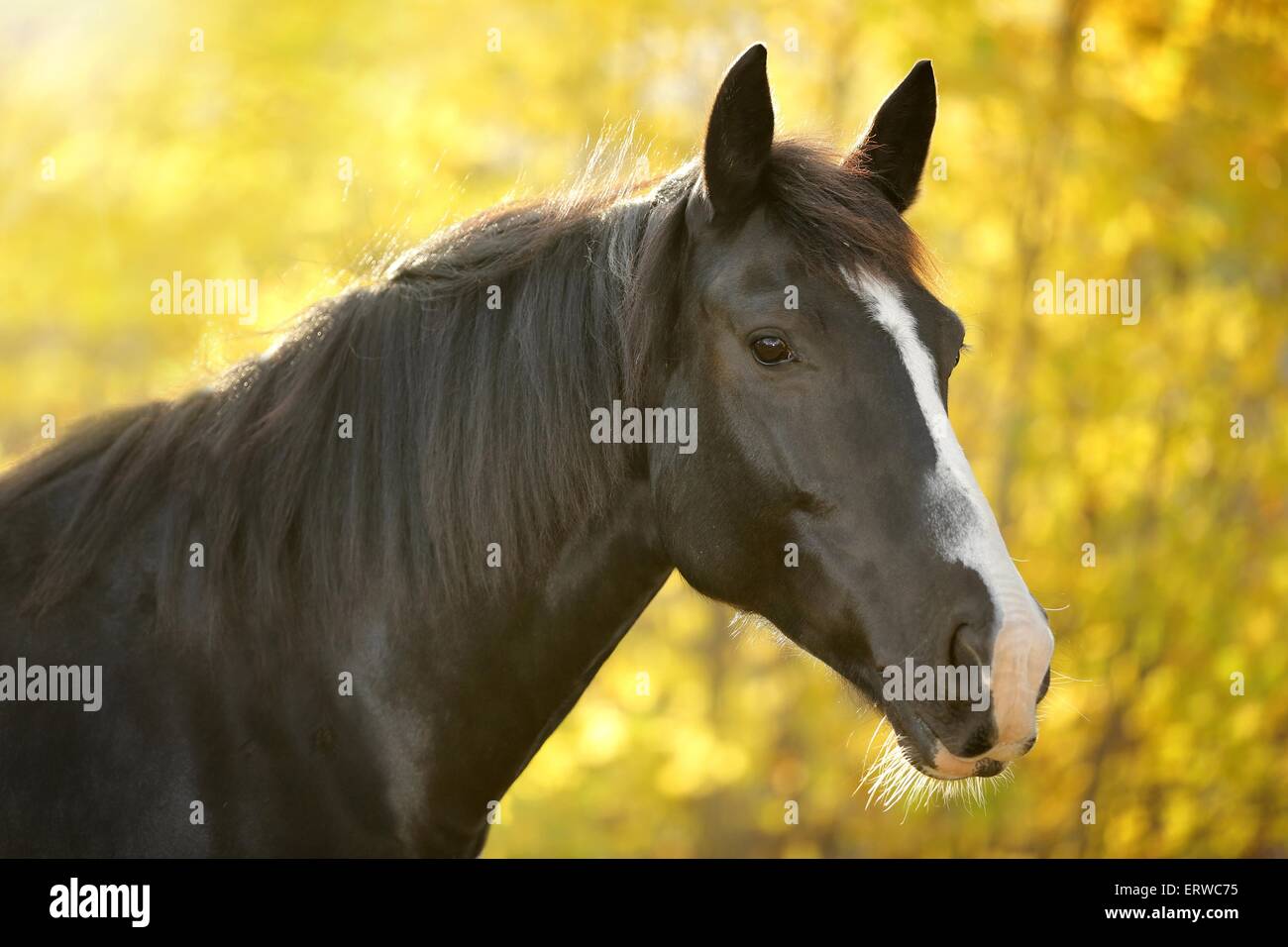 Portrait cheval noir Banque D'Images