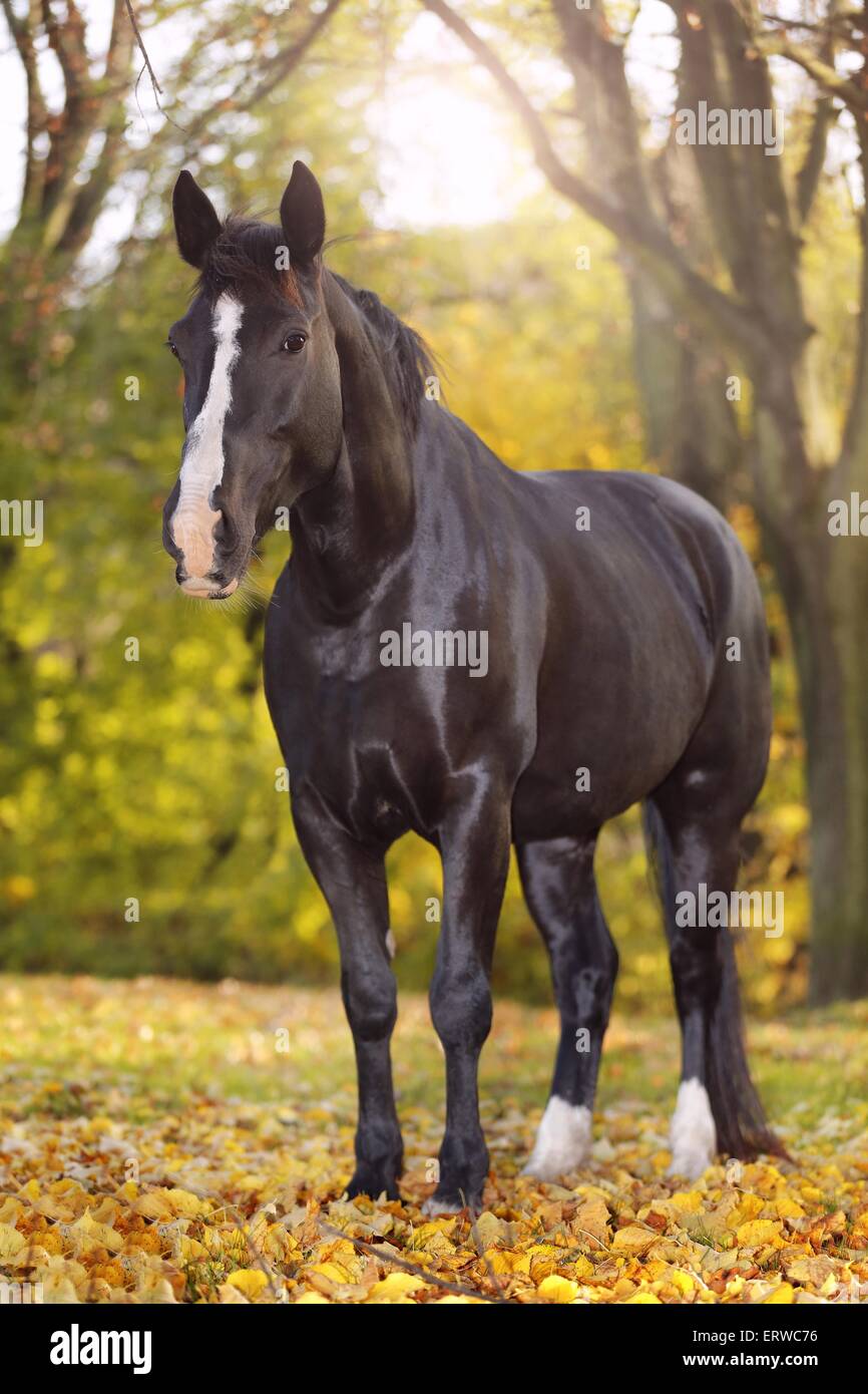 cheval noir Banque D'Images