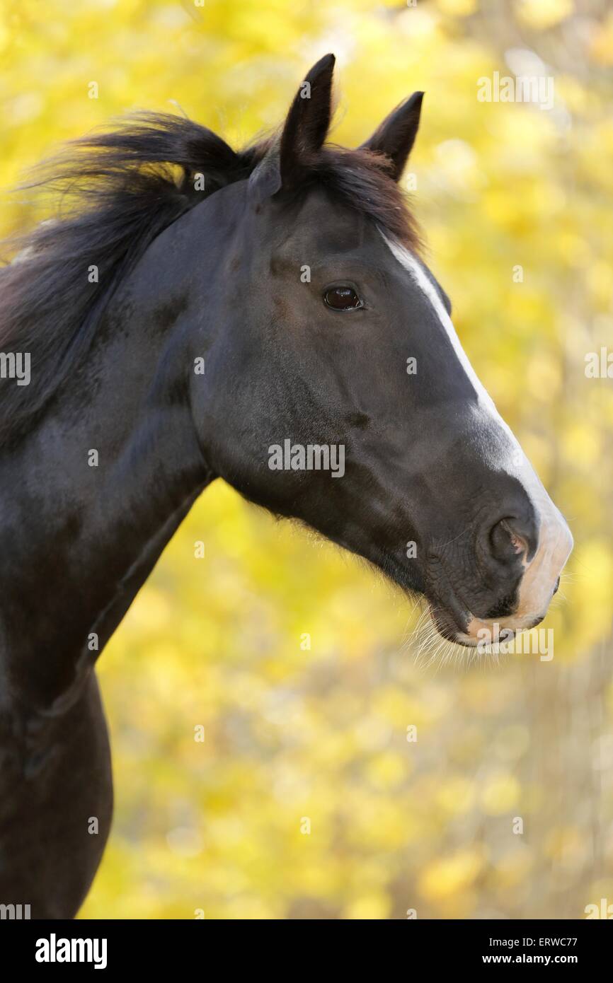 Portrait cheval noir Banque D'Images