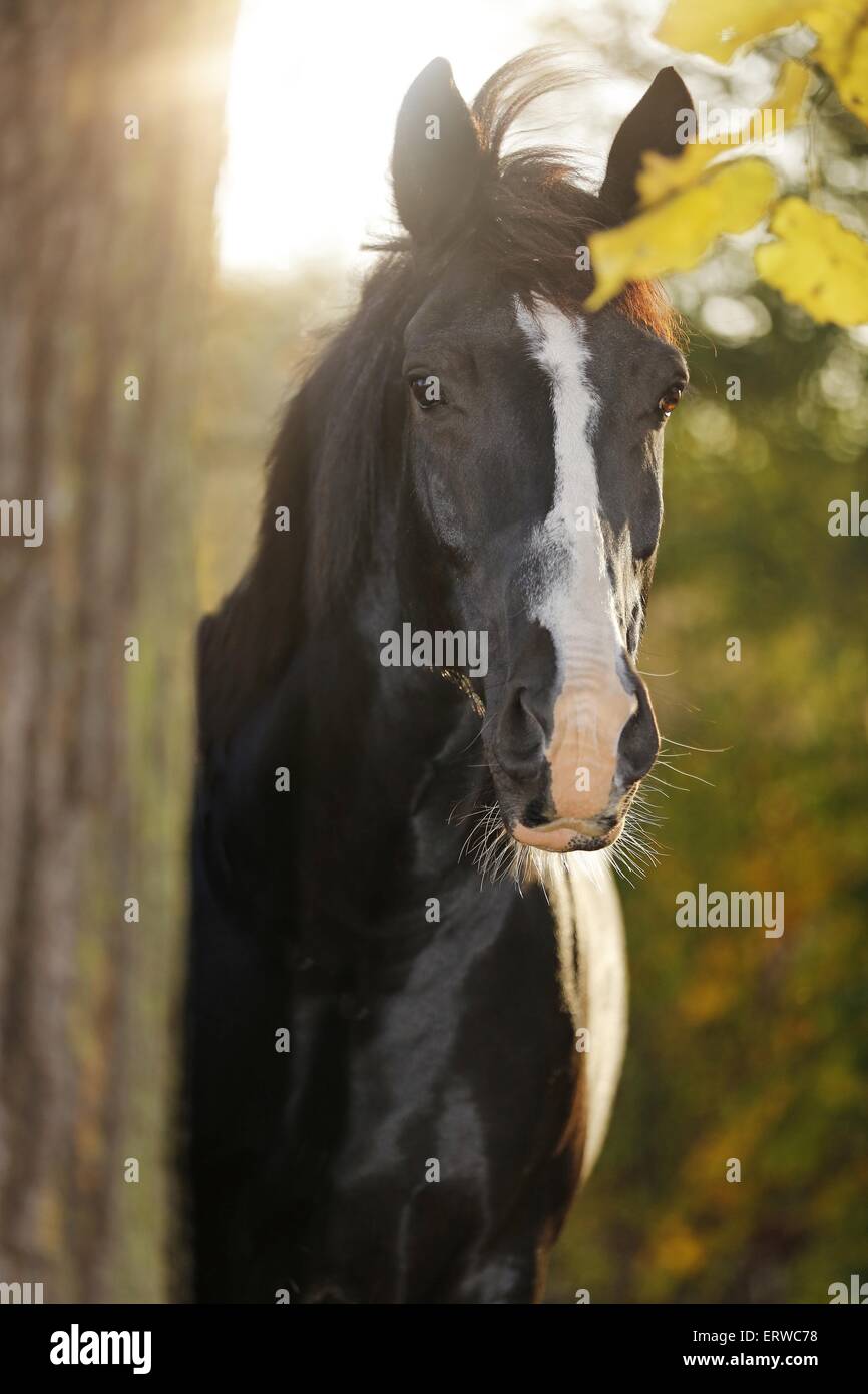 Portrait cheval noir Banque D'Images