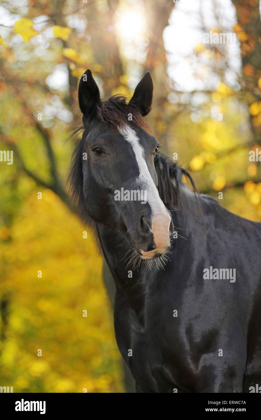 Portrait cheval noir Banque D'Images
