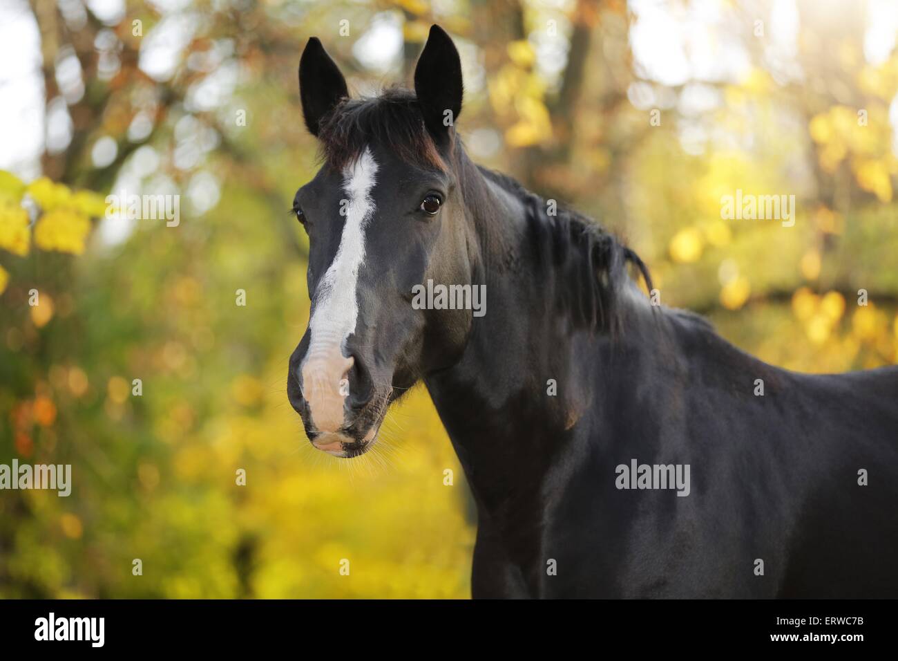 Portrait cheval noir Banque D'Images
