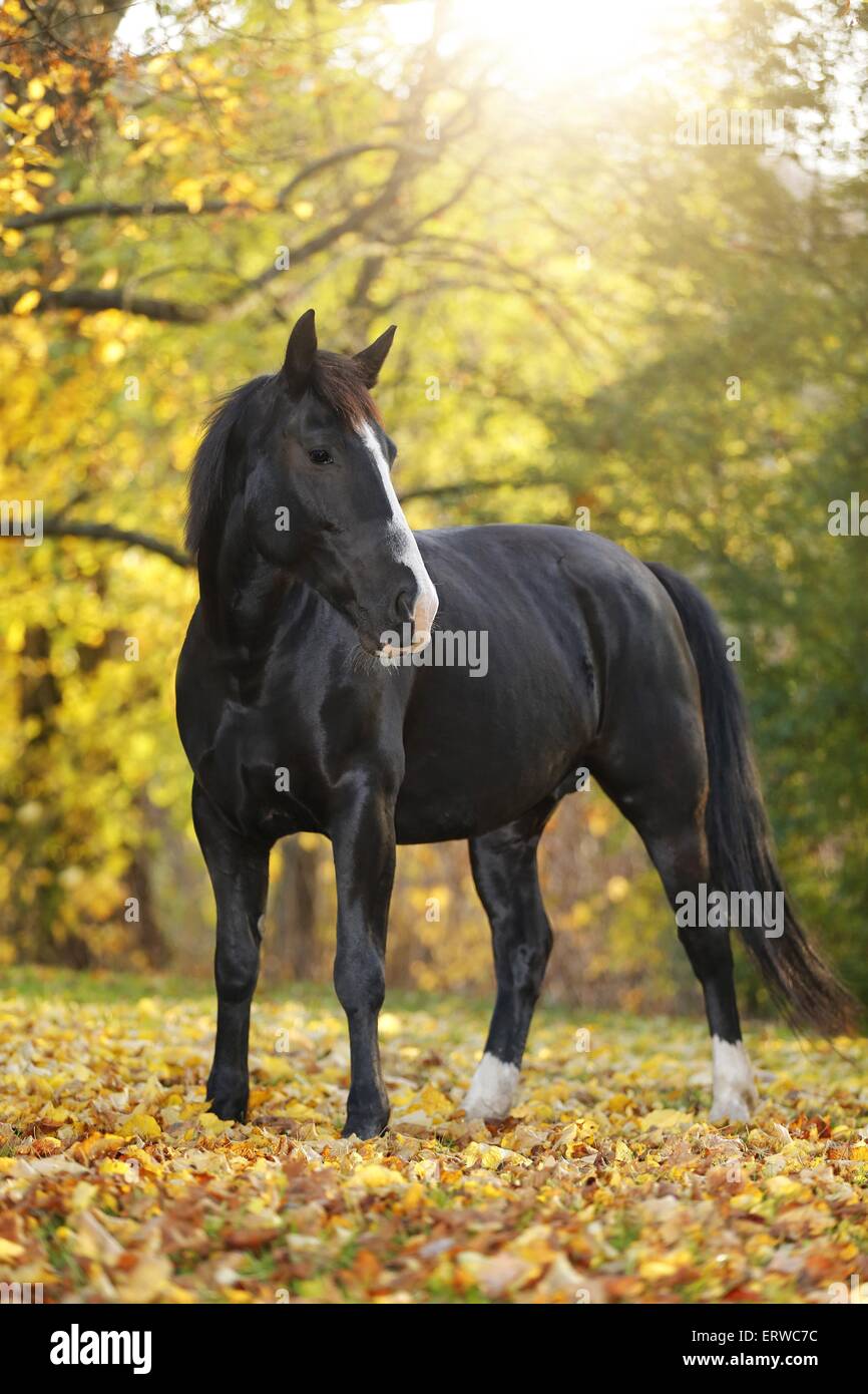 cheval noir Banque D'Images
