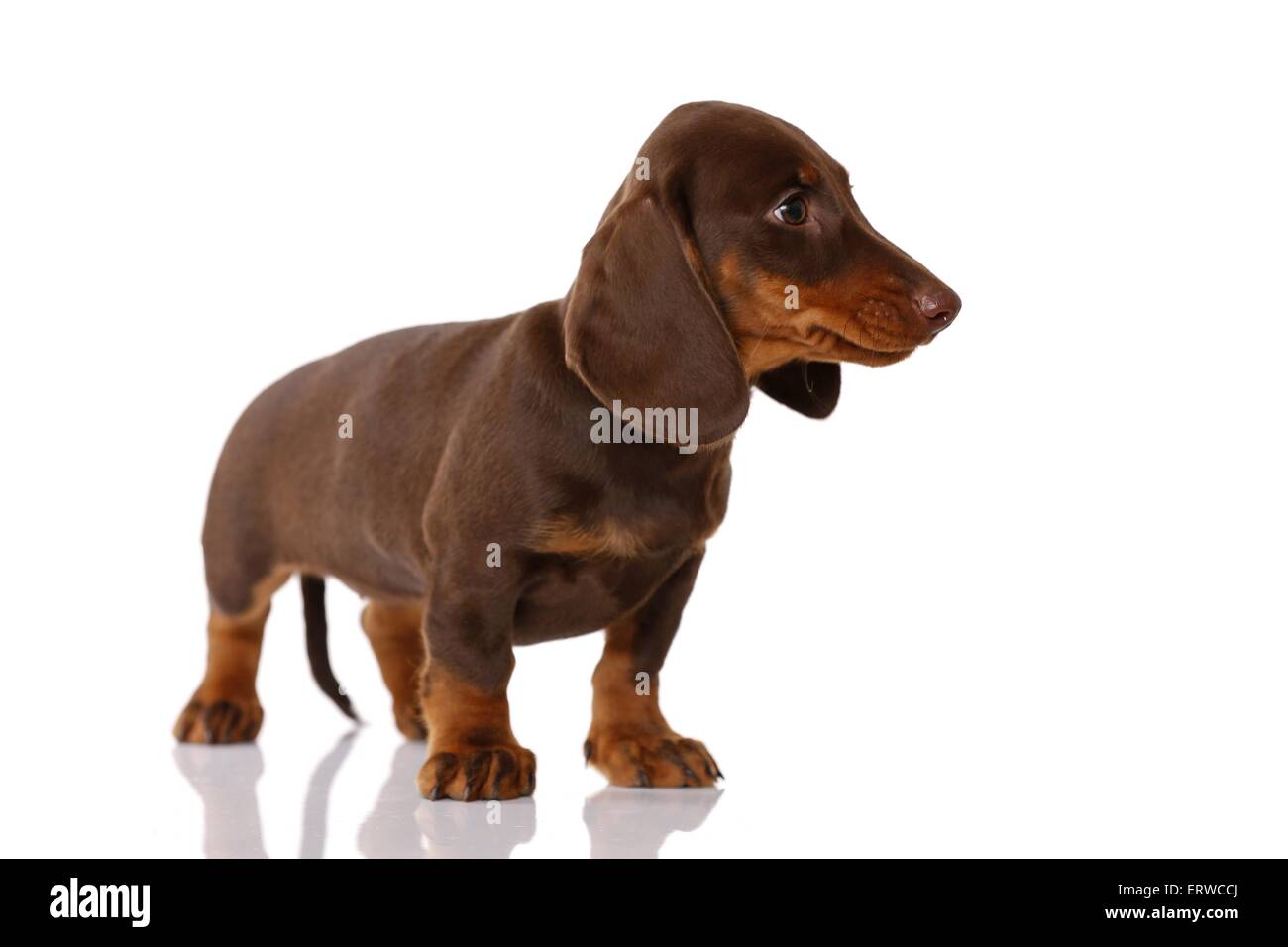 Chiot teckel Banque D'Images