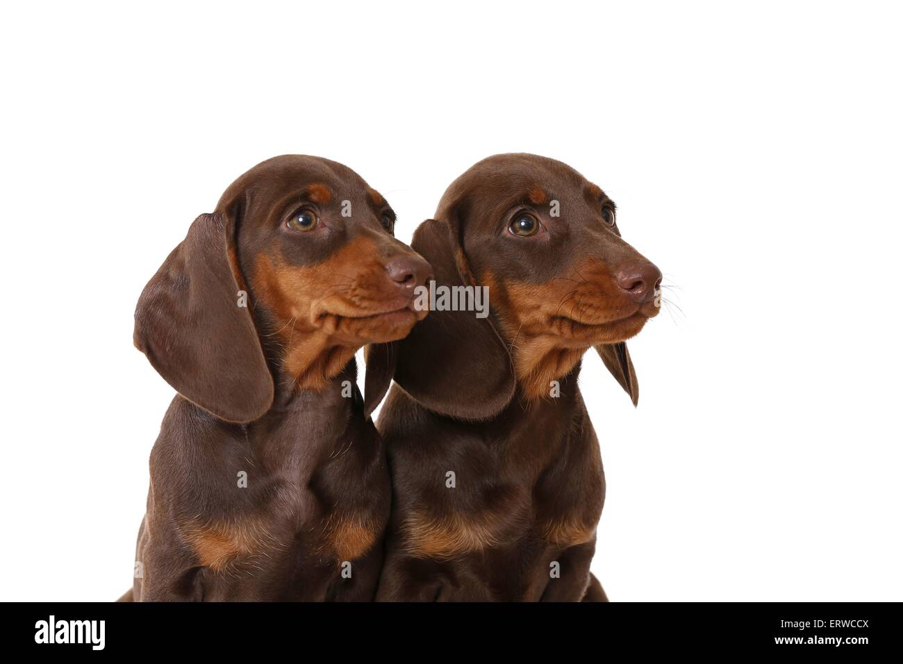 2 chiots Teckel Banque D'Images