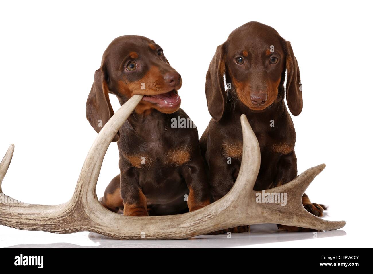2 chiots Teckel Banque D'Images