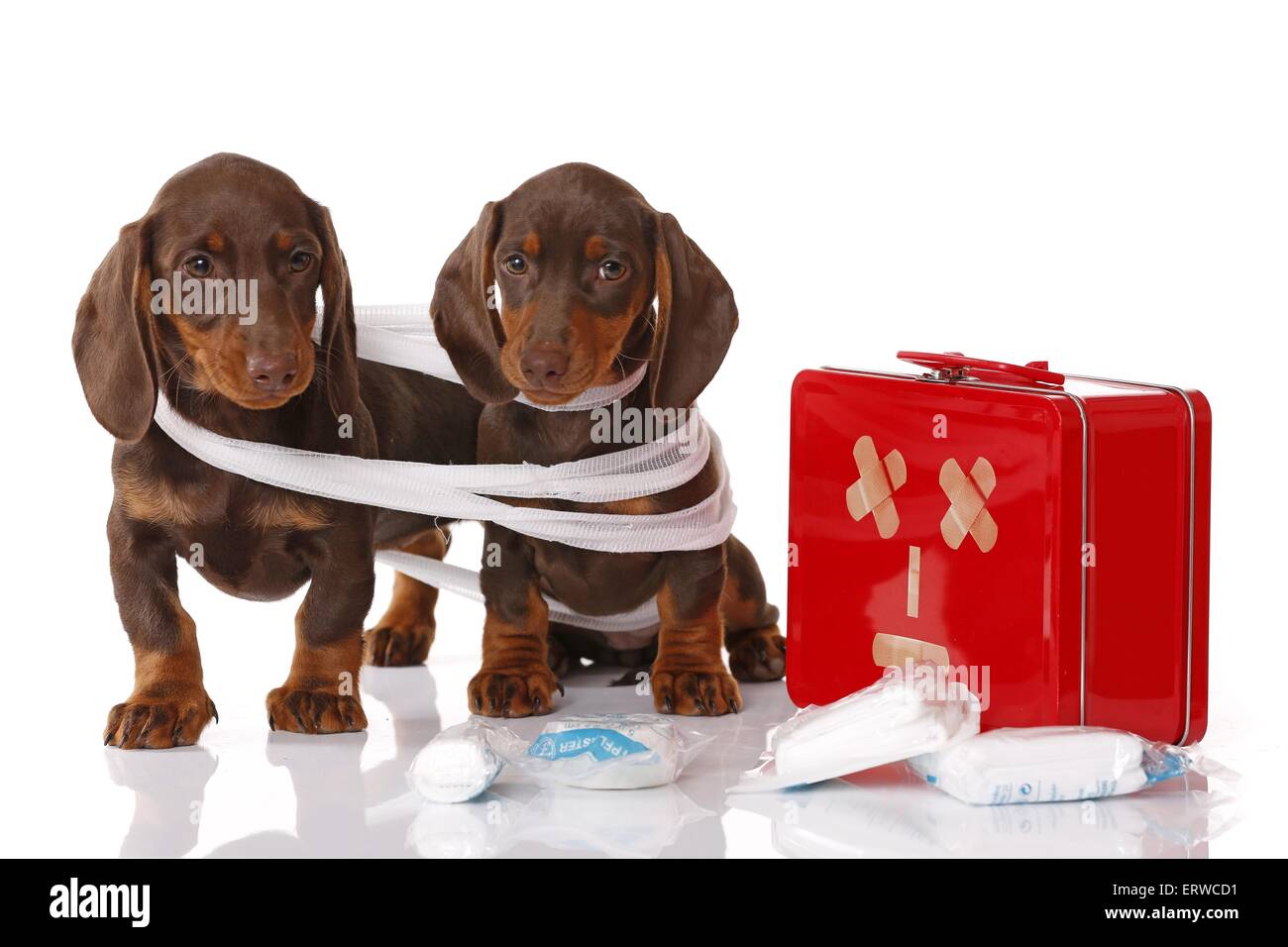 2 chiots Teckel Banque D'Images