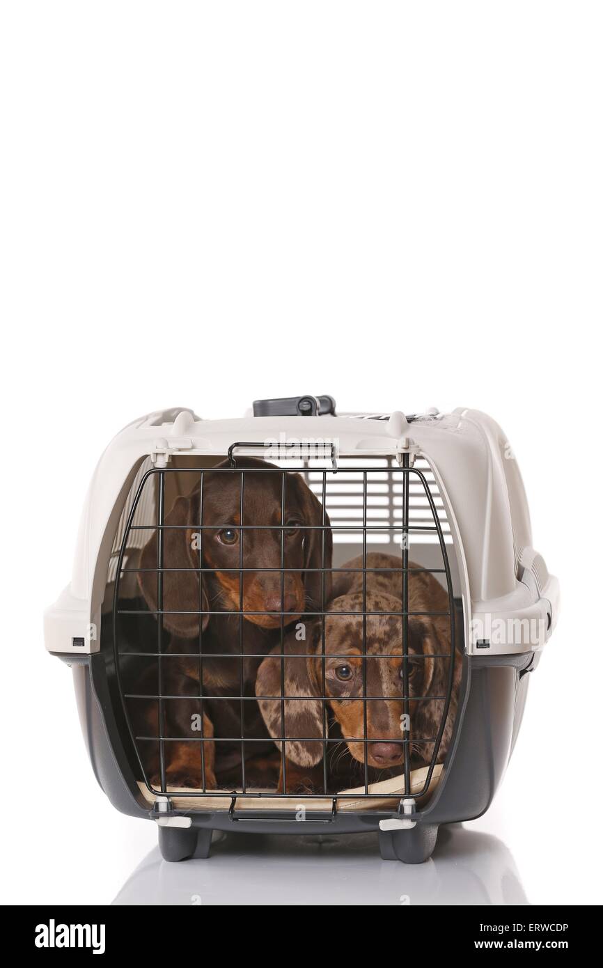2 chiots Teckel Banque D'Images