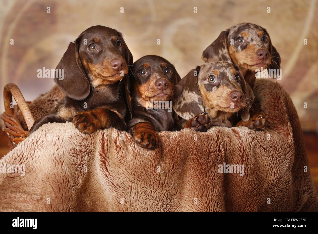 4 chiots Teckel Banque D'Images