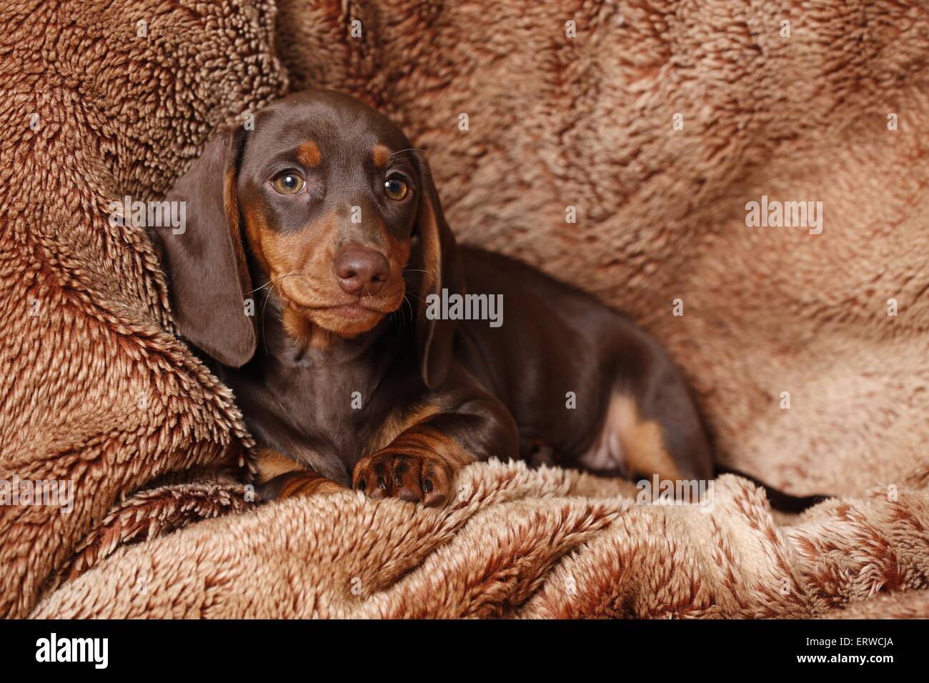 Chiot teckel Banque D'Images