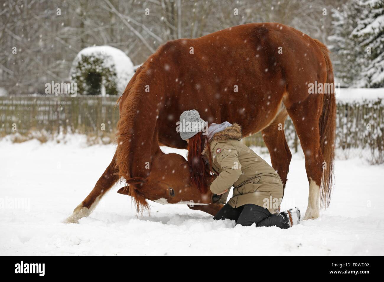 Femme avec cheval de sport allemand Banque D'Images