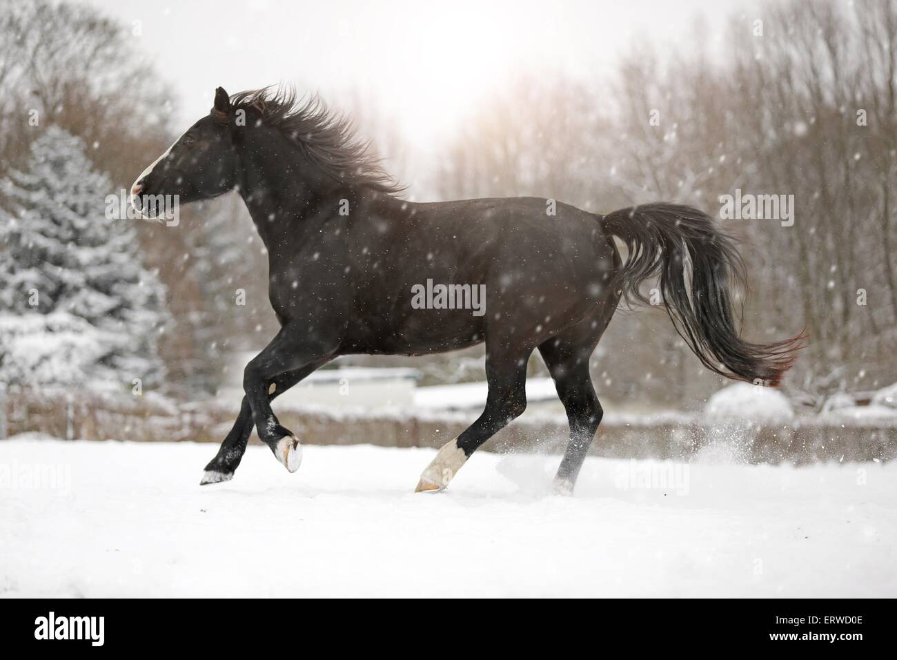 Cheval noir dans la neige Banque D'Images