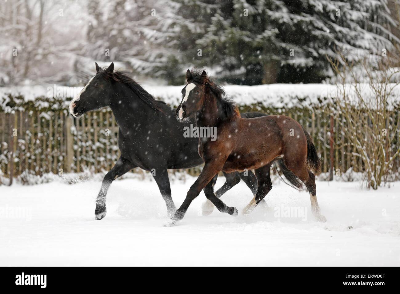Les chevaux dans les averses de neige Banque D'Images