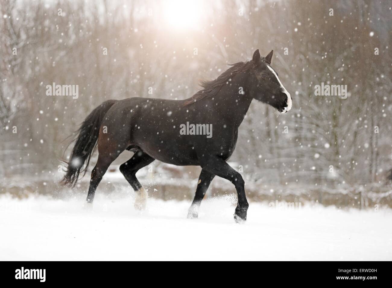 Cheval noir dans la neige Banque D'Images