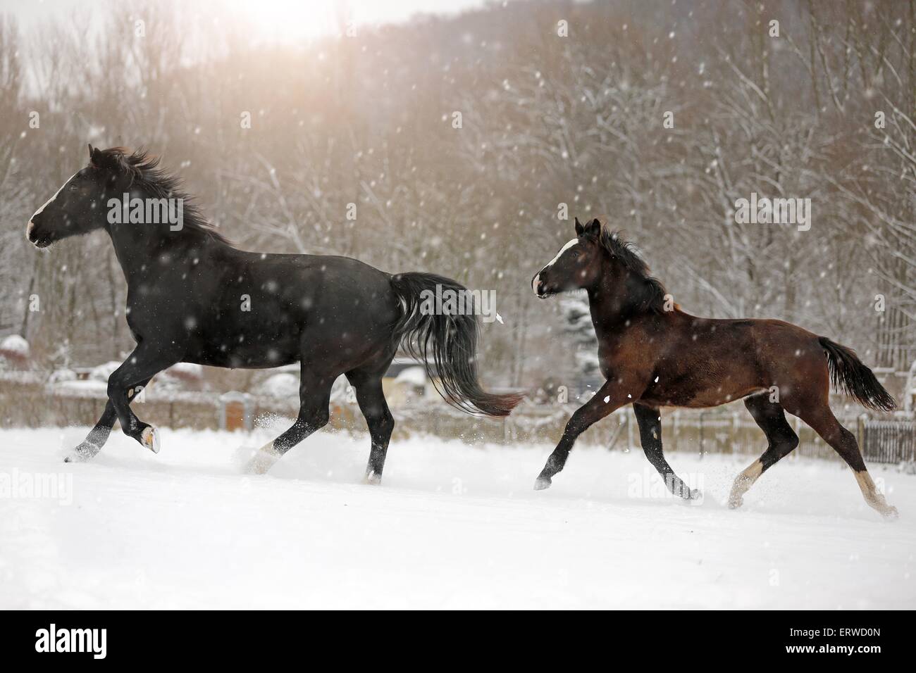 Les chevaux dans les averses de neige Banque D'Images