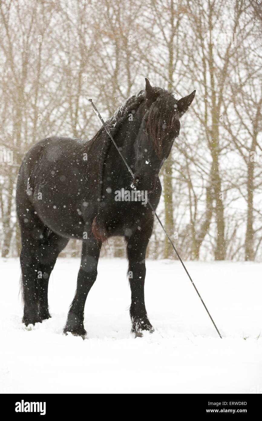 Cheval frison permanent Banque D'Images