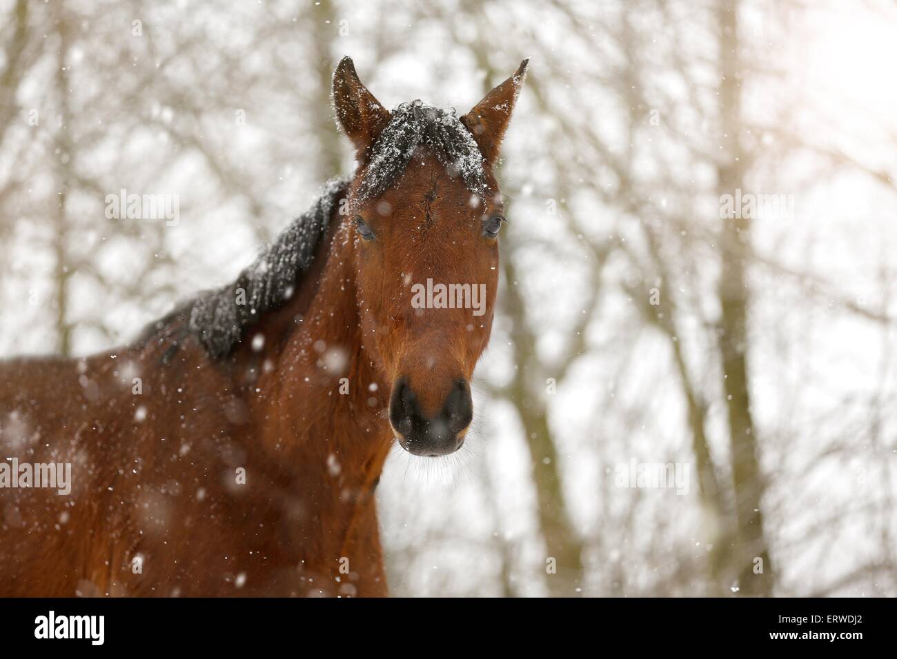 Cheval brun dans la neige de conduite Banque D'Images