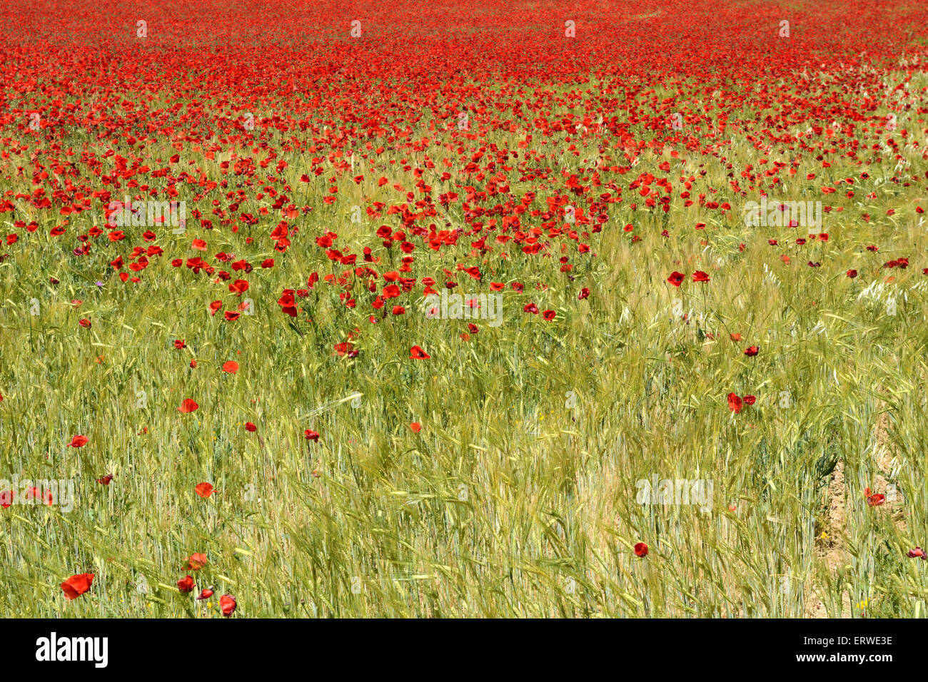 Domaine de coquelicots rouges près de Tolède, Espagne, Cabanas de la Sagre Banque D'Images