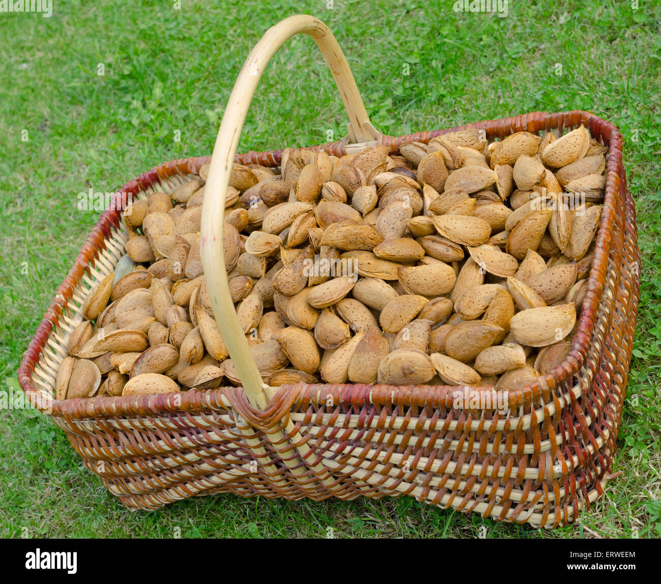 Panier plein de noix amandes on Green grass Banque D'Images