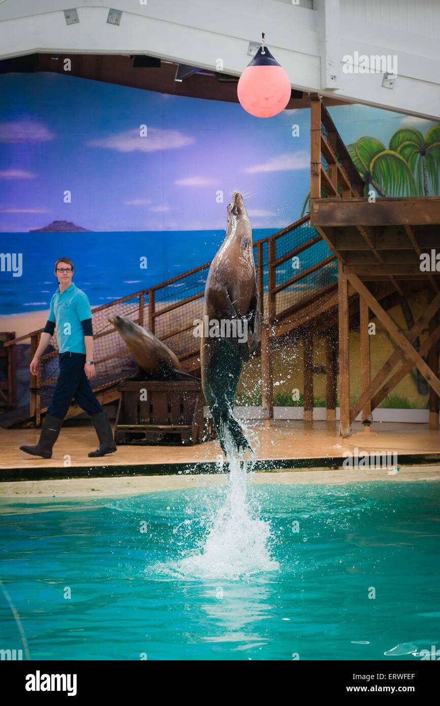 Saut d'étanchéité pour les bouées à Blair Drummond Safari Park Ecosse Banque D'Images