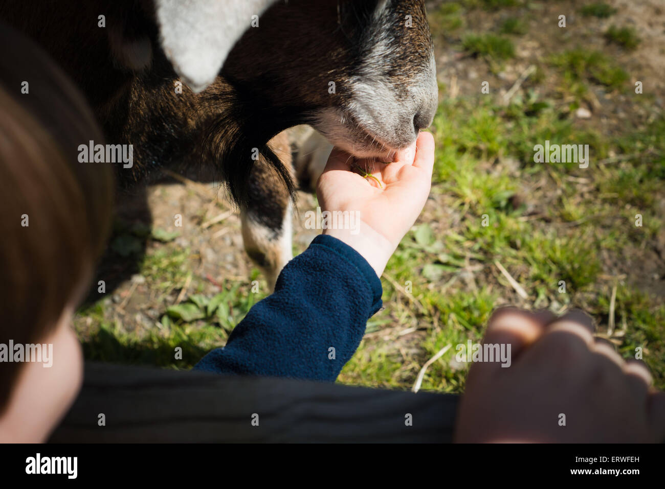 Manger des aliments de chèvre des garçons main à Safari park Banque D'Images