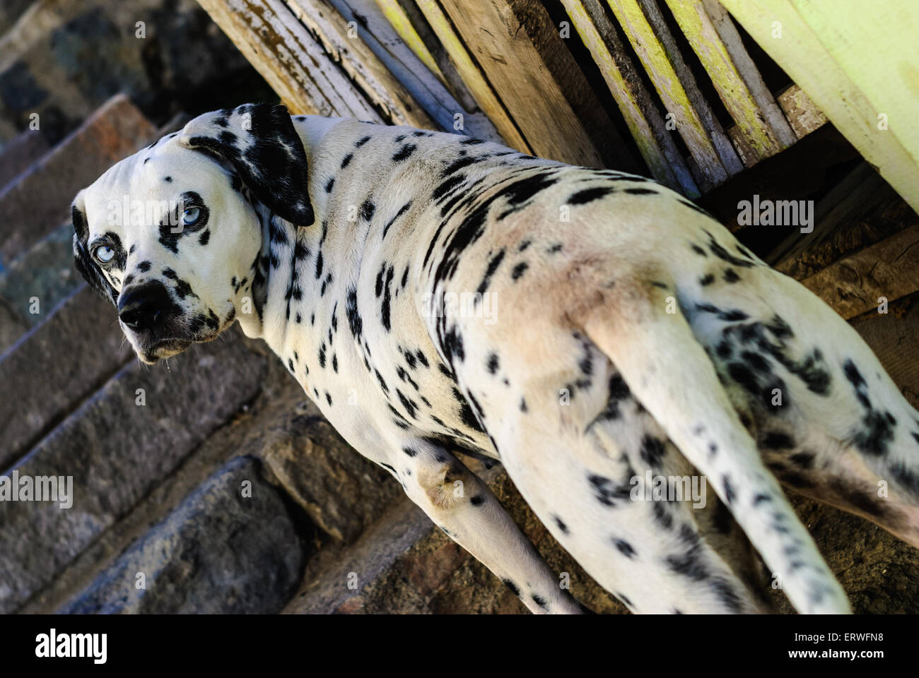 Chien dalmatien aux yeux bleus l'article sur les mesures Banque D'Images