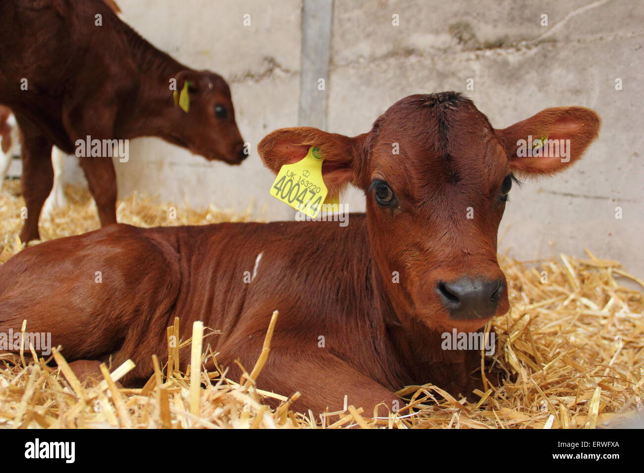 Une semaine, une vieille vache veau tagged jersey se trouve au foin frais sur une ferme laitière dans le Peak District National Prrk Derbyshire Englan Banque D'Images