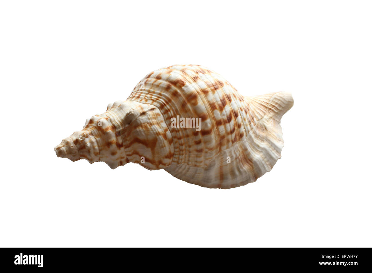 Big sea shell isolated on white Banque D'Images