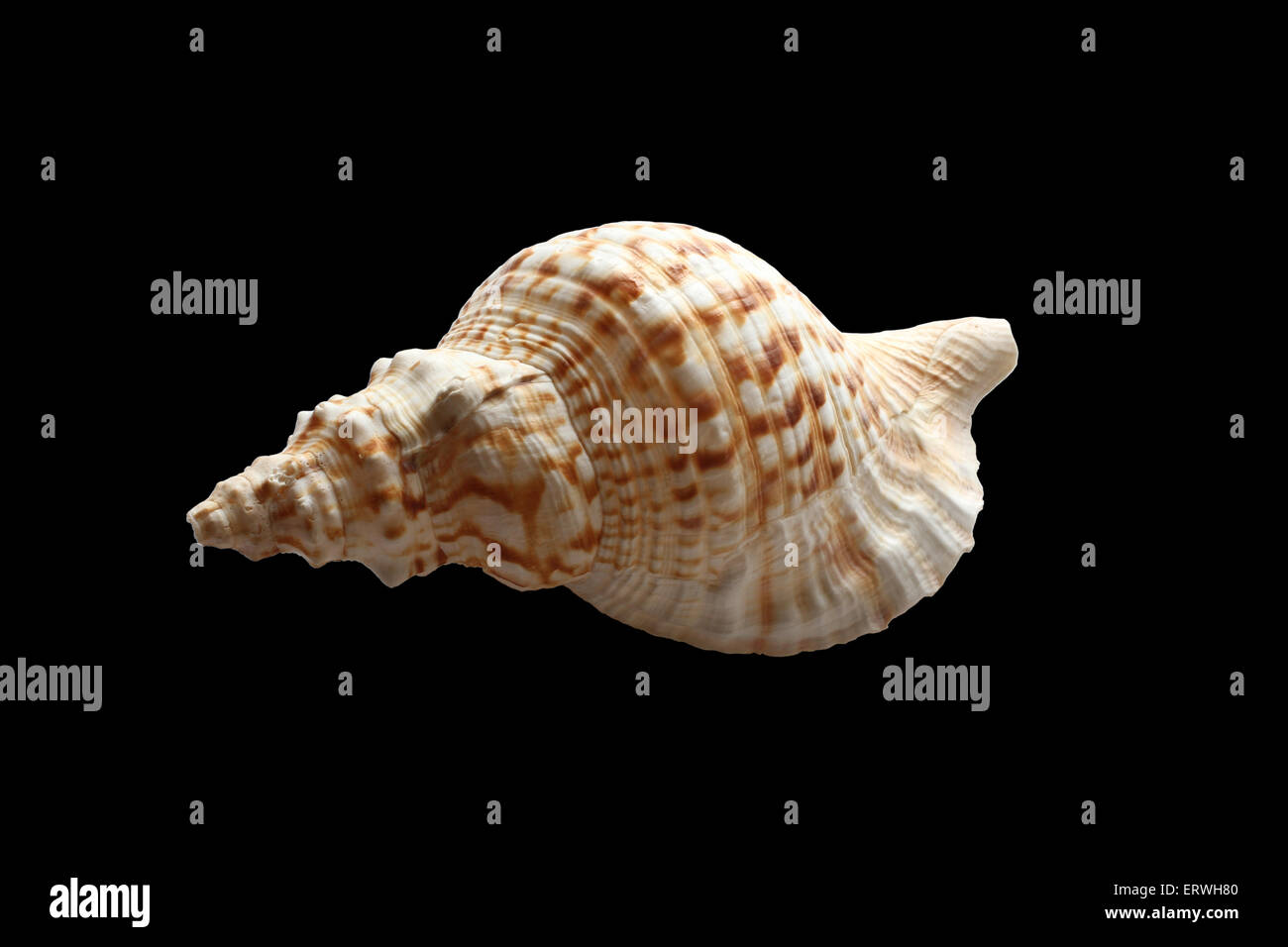 Big sea shell isolé sur fond noir Banque D'Images