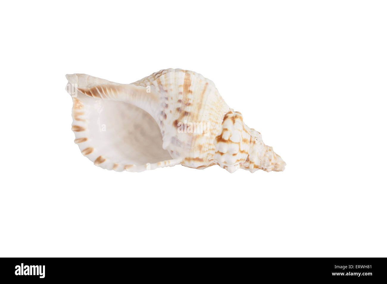 Big sea shell isolated on white Banque D'Images