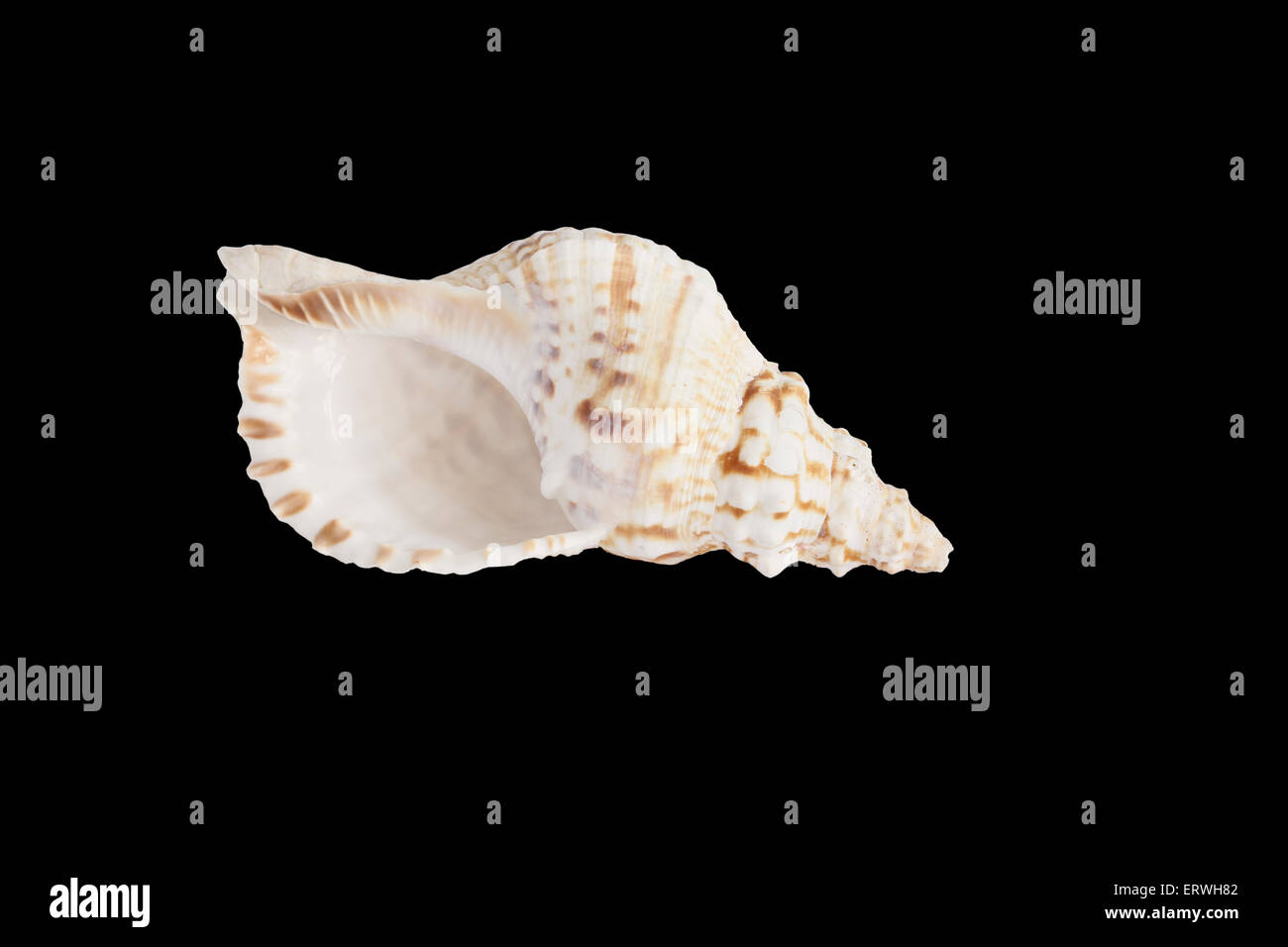 Big sea shell isolé sur fond noir Banque D'Images