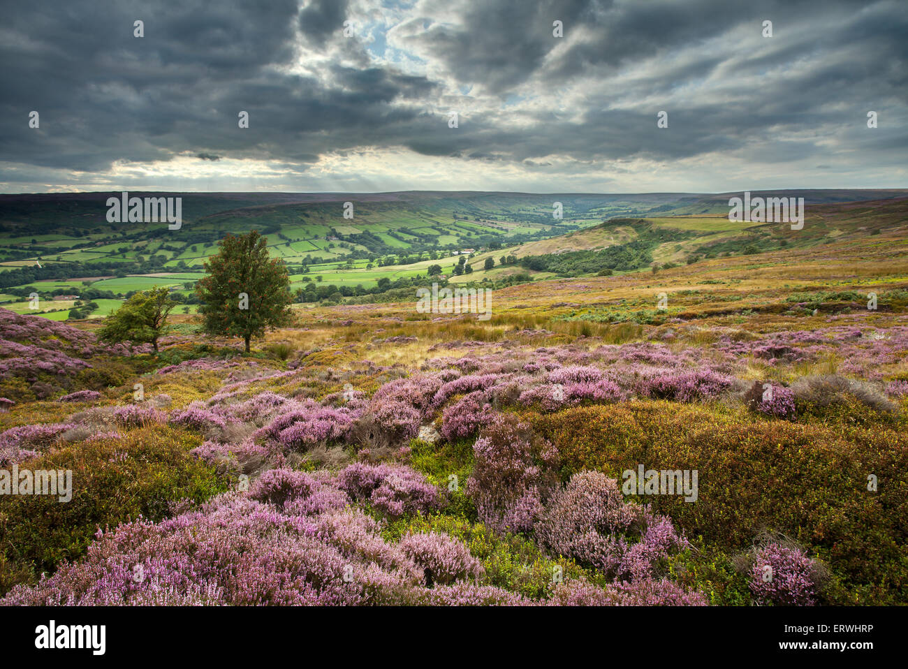 North York Moors, Farnedale, Heather Banque D'Images