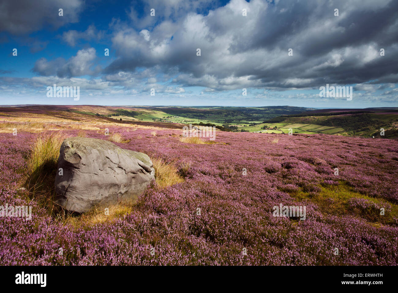 Heather l'été sur le North York Moors donnant sur Glaisedale. Banque D'Images