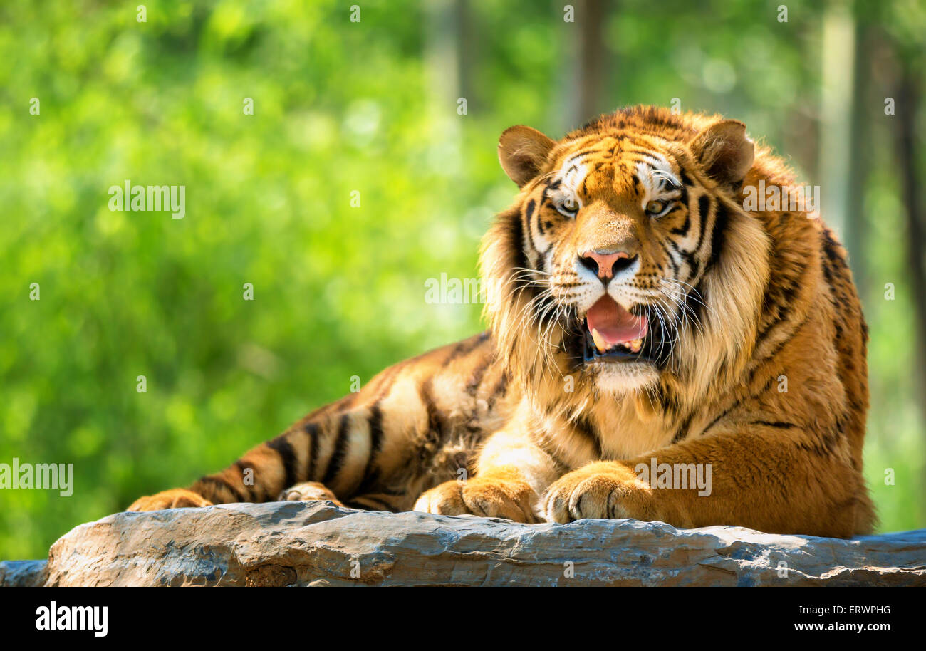 Tigre du Bengale en forêt Banque D'Images
